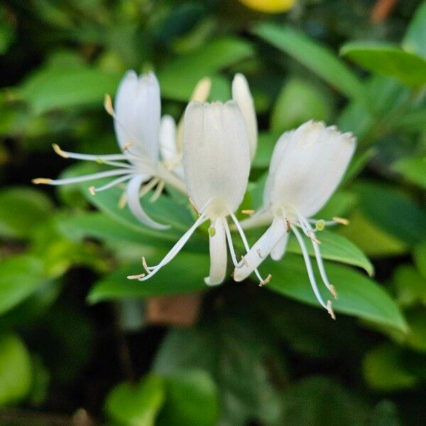 Lonicera japonica Цвят