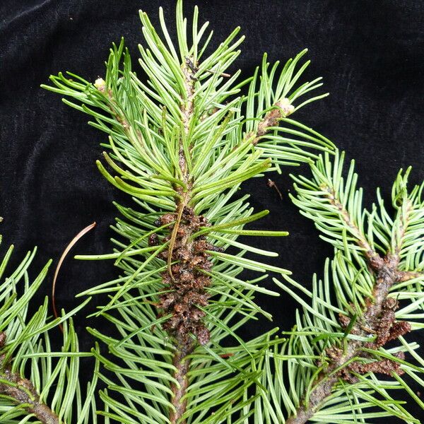 Abies pindrow Habitus