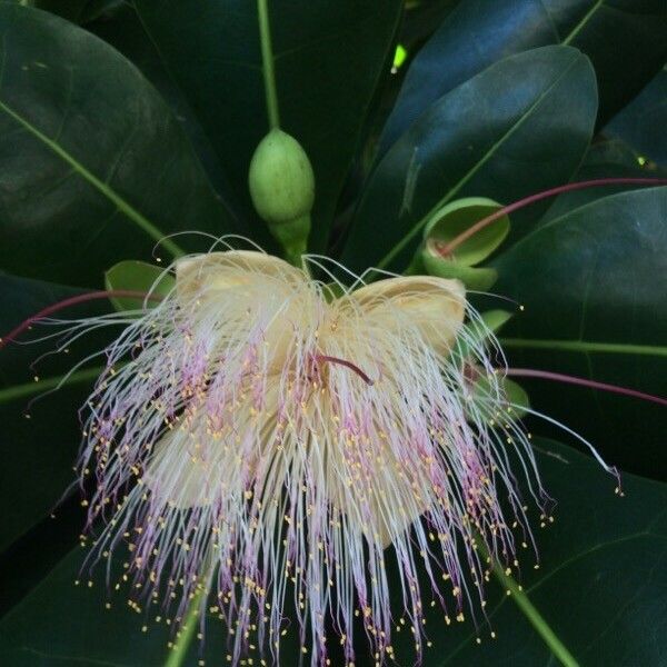 Barringtonia asiatica Blomst