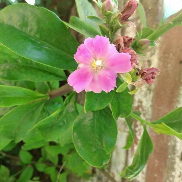 Rhodocactus grandifolius 花