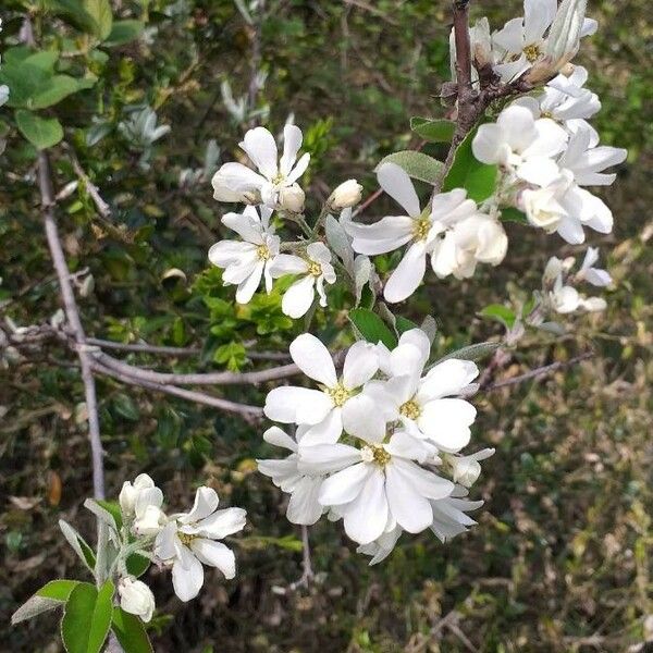 Amelanchier ovalis 花