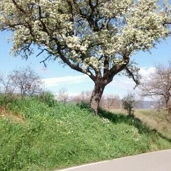 Pyrus spinosa Habit