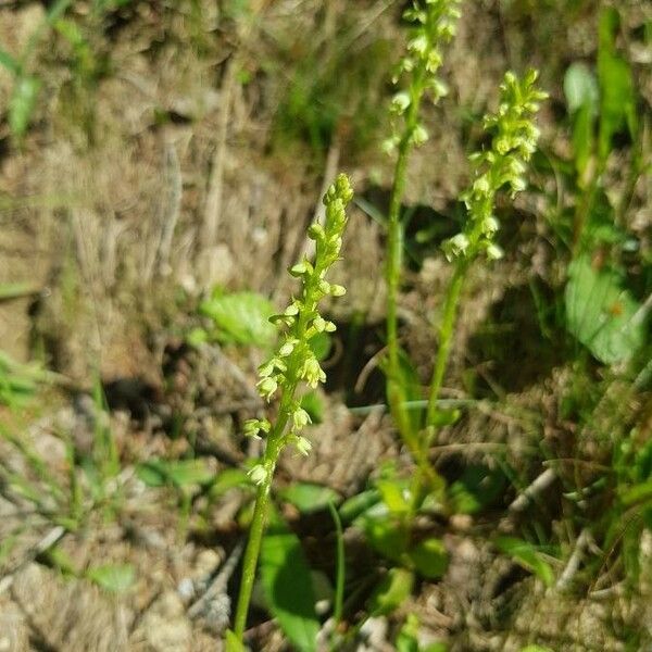 Herminium monorchis Flower