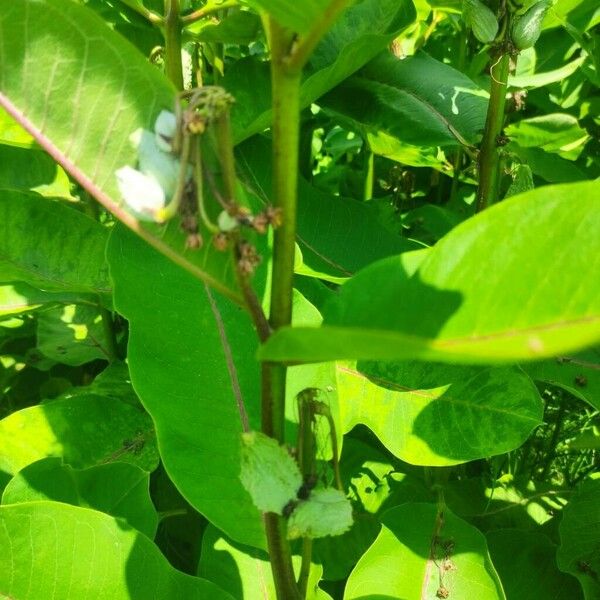 Asclepias syriaca Blatt