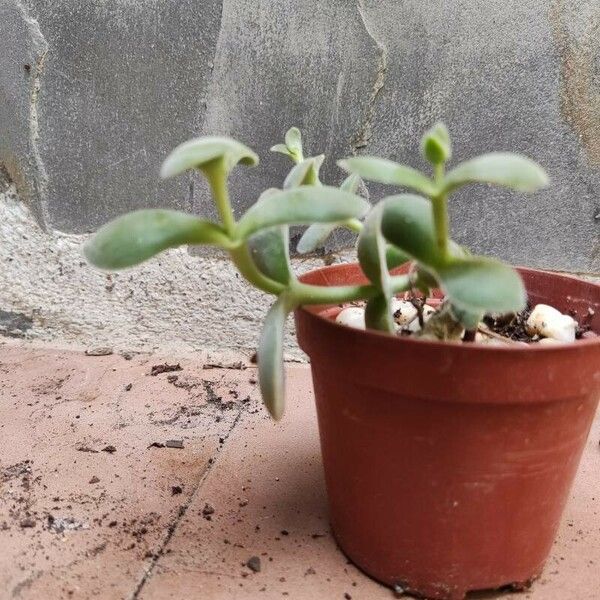 Crassula cotyledonis Hostoa