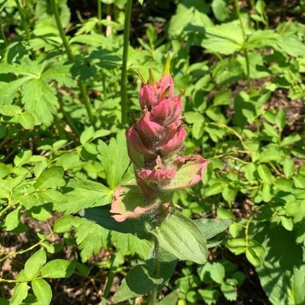 Castilleja parviflora Цветок