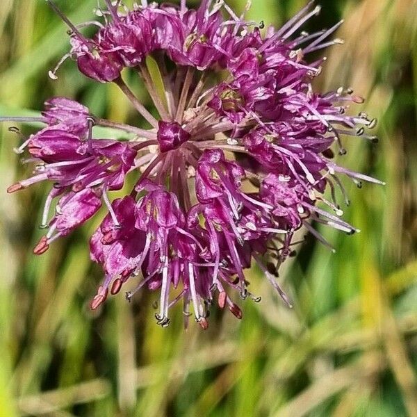 Allium strictum Fleur