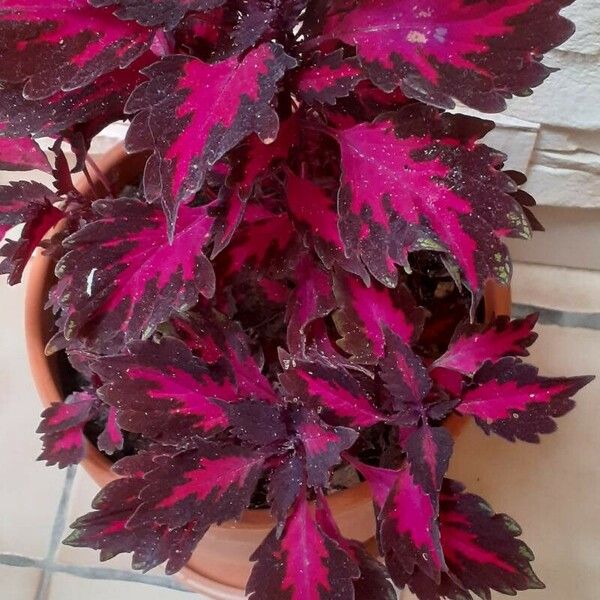 Plectranthus scutellarioides Costuma