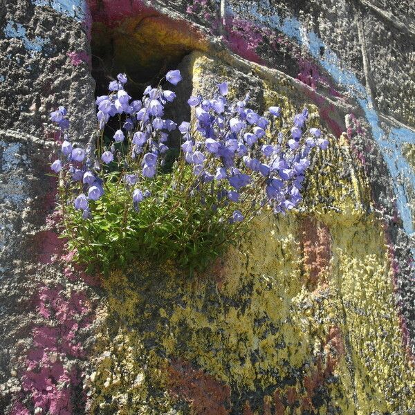 Campanula cochleariifolia 形態