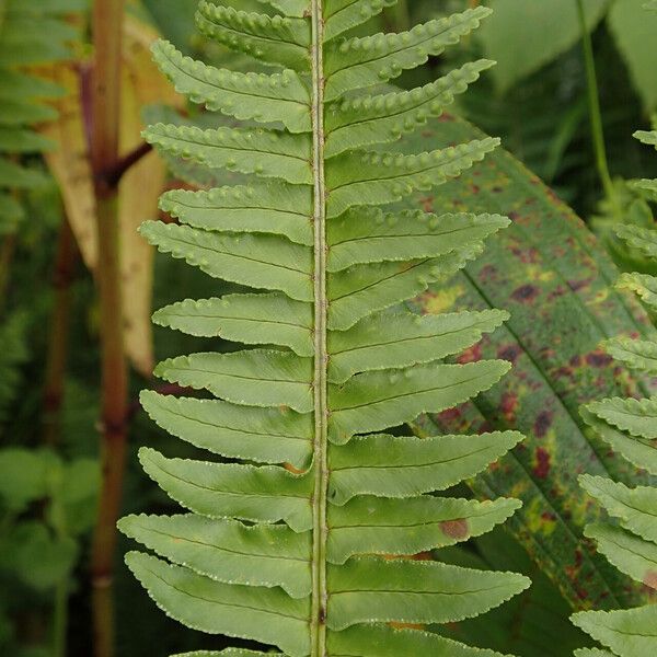 Nephrolepis undulata Fuelha