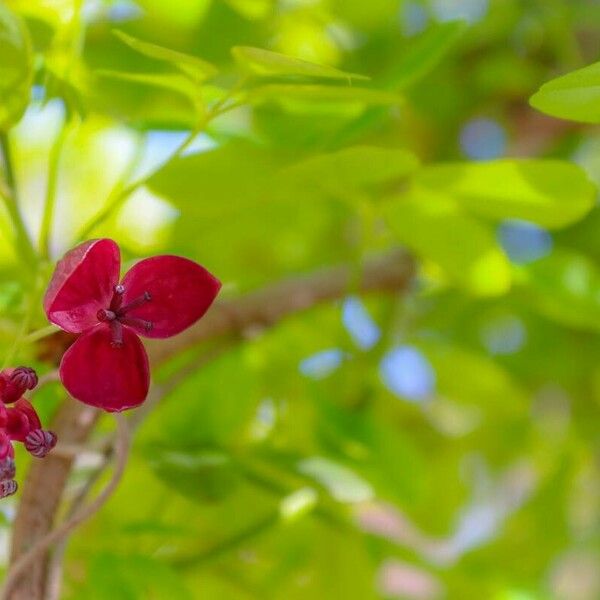 Akebia quinata 花