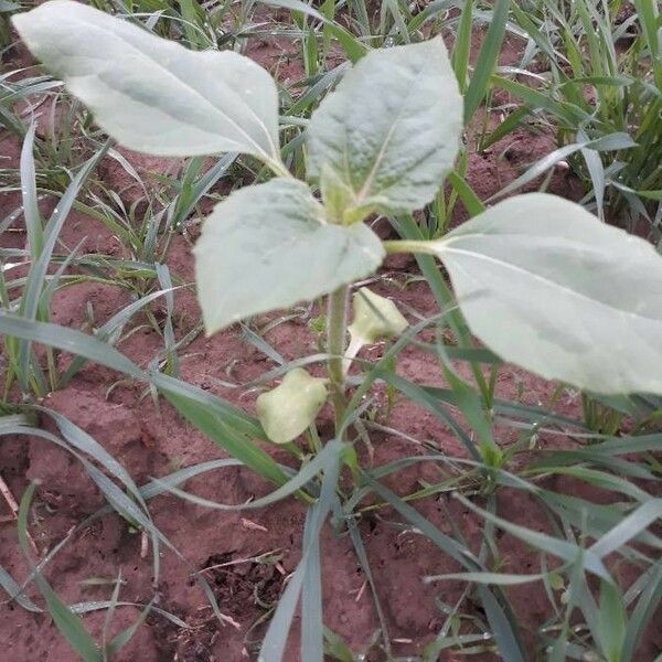 Synedrella nodiflora Blatt