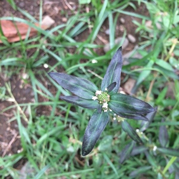 Spermacoce remota Flower