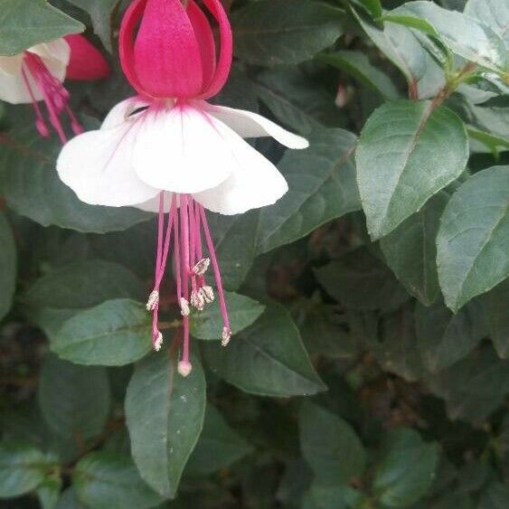 Fuchsia spp. Λουλούδι