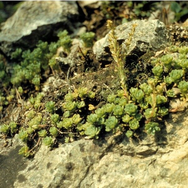 Sedum glaucophyllum 形态