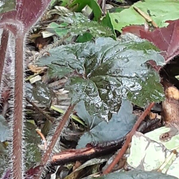 Heuchera sanguinea Folha