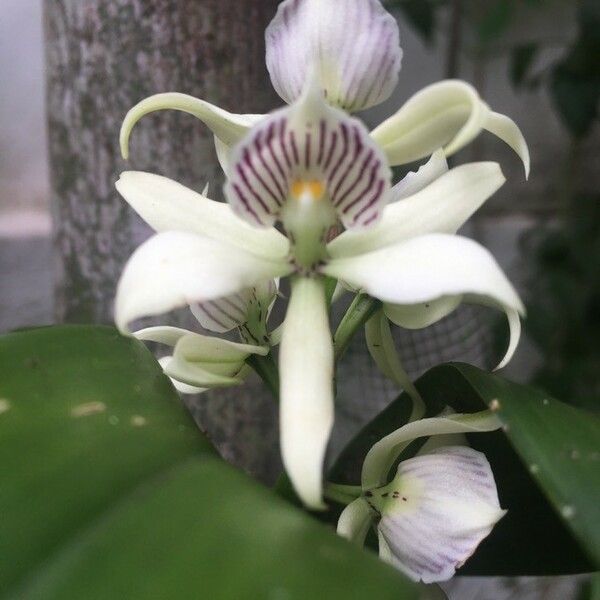 Prosthechea fragrans Fiore