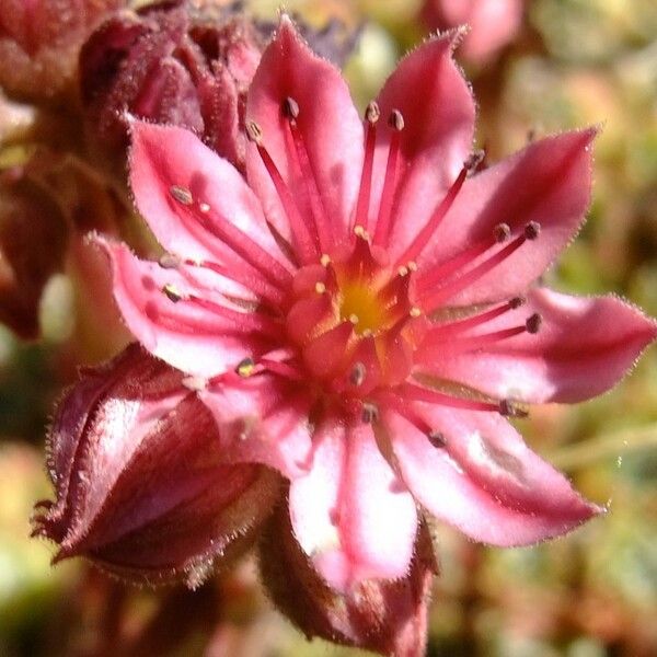 Sempervivum arachnoideum Прочее