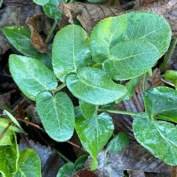 Opopanax chironium Yaprak