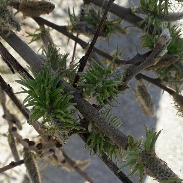 Salix cinerea Flower