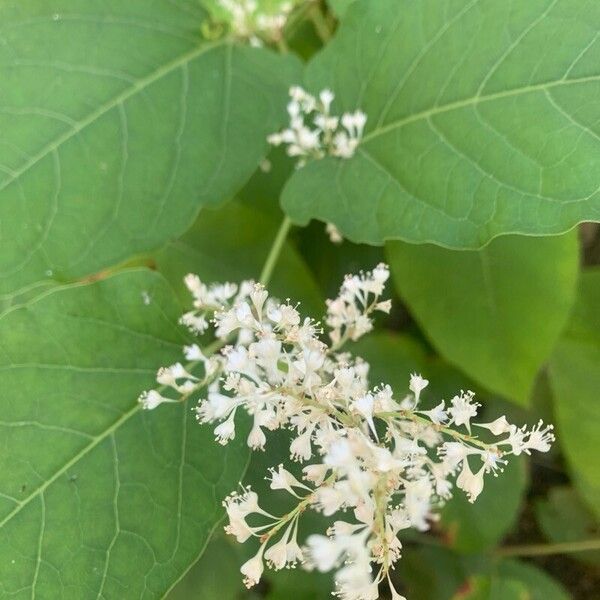 Reynoutria sachalinensis Blad