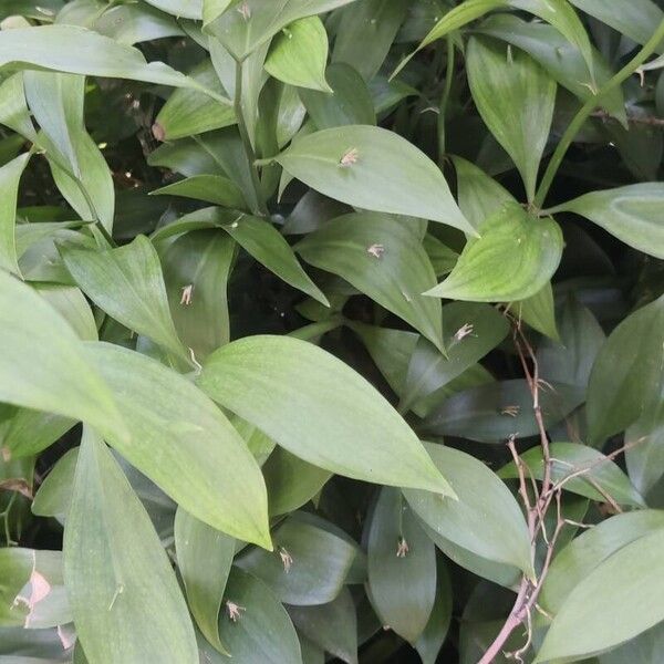 Ruscus hypophyllum Blad