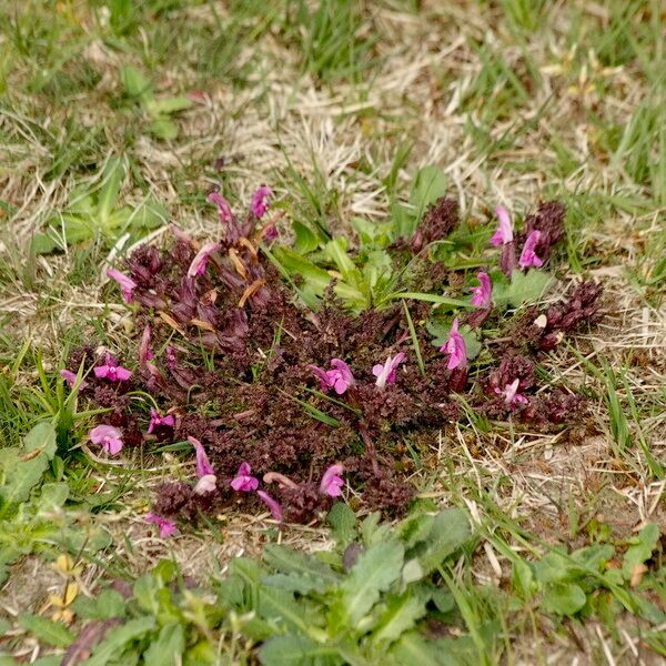 Pedicularis sylvatica Hábitos