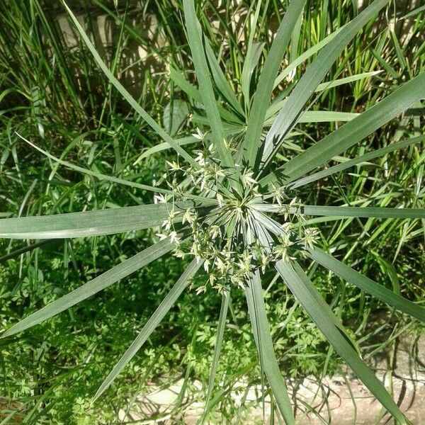 Cyperus alternifolius ᱥᱟᱠᱟᱢ