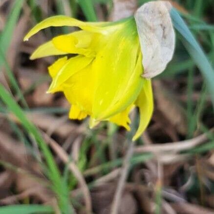 Narcissus minor Flor