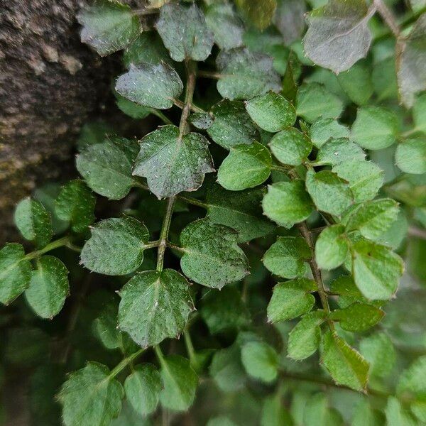 Cardamine flexuosa Leaf