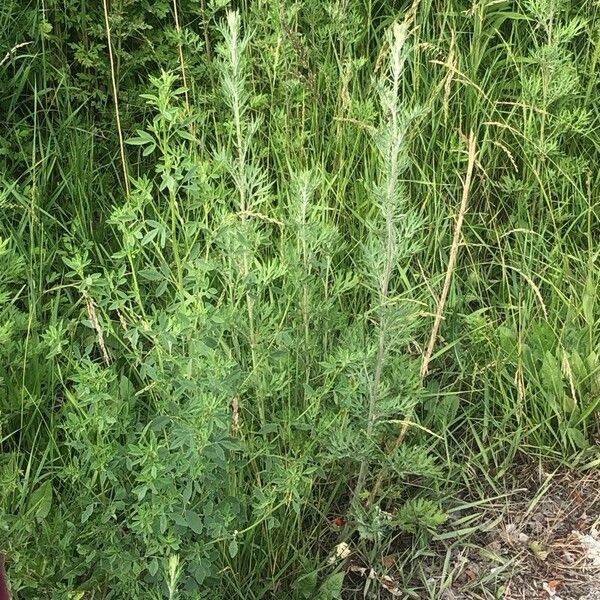 Artemisia biennis Blomst