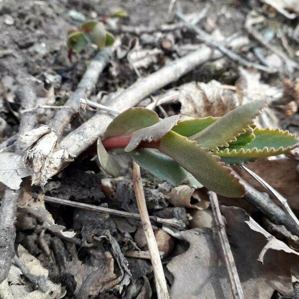 Kalanchoe lateritia Leaf