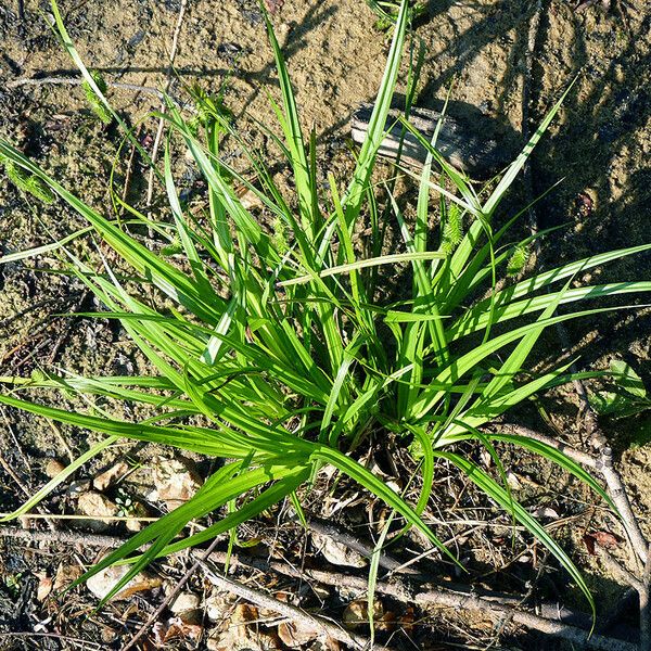 Carex pseudocyperus Habit