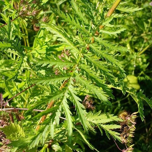 Tanacetum vulgare Liść