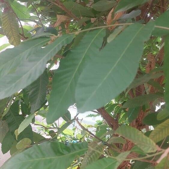 Castanea crenata Leaf