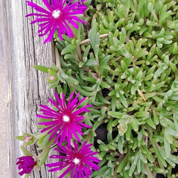 Delosperma cooperi Vekstform