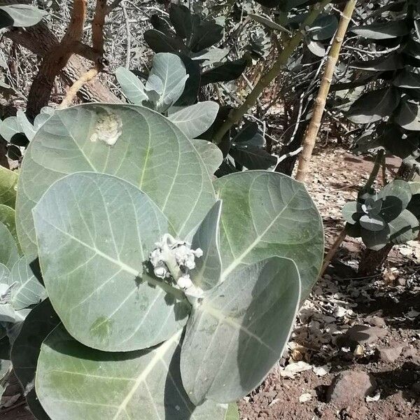 Calotropis procera Bloem