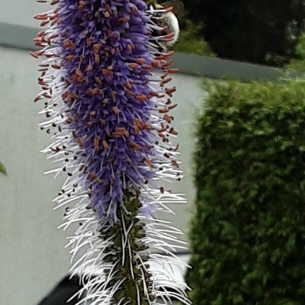 Veronicastrum virginicum Blüte