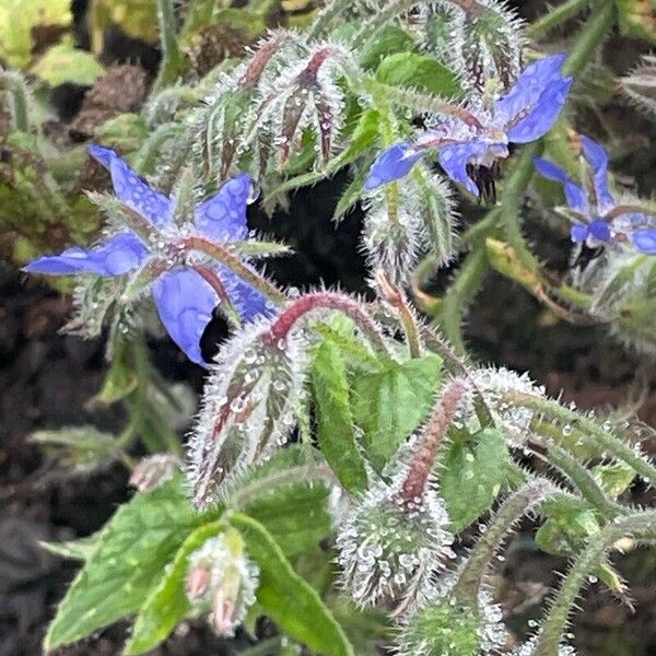 Borago officinalis Blüte