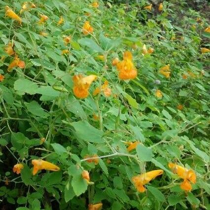 Impatiens capensis Blüte