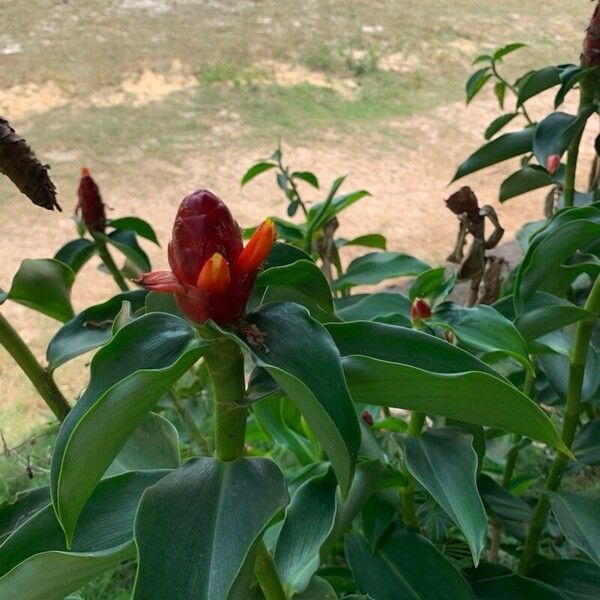 Costus woodsonii 花