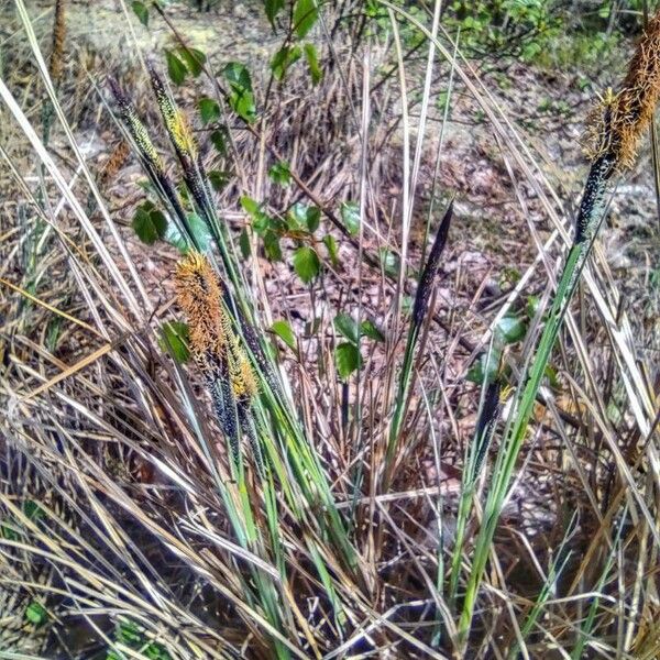 Carex acutiformis Elinympäristö