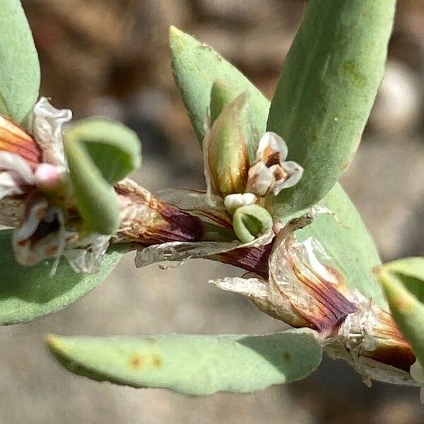 Polygonum maritimum Folha