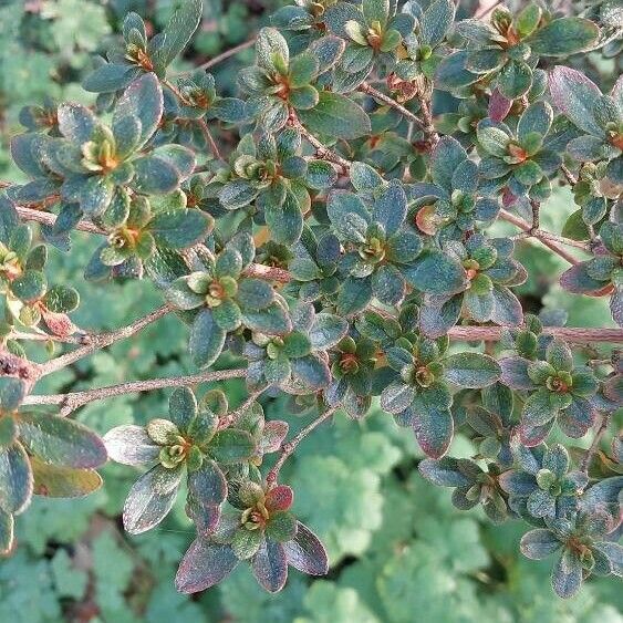 Rhododendron hirsutum Leaf