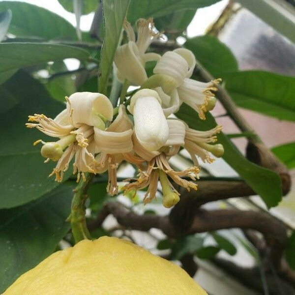 Citrus maxima Kwiat
