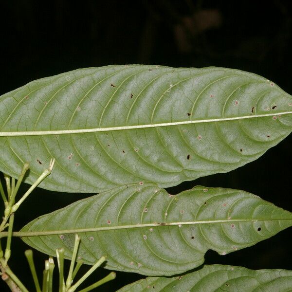 Cestrum microcalyx Leht