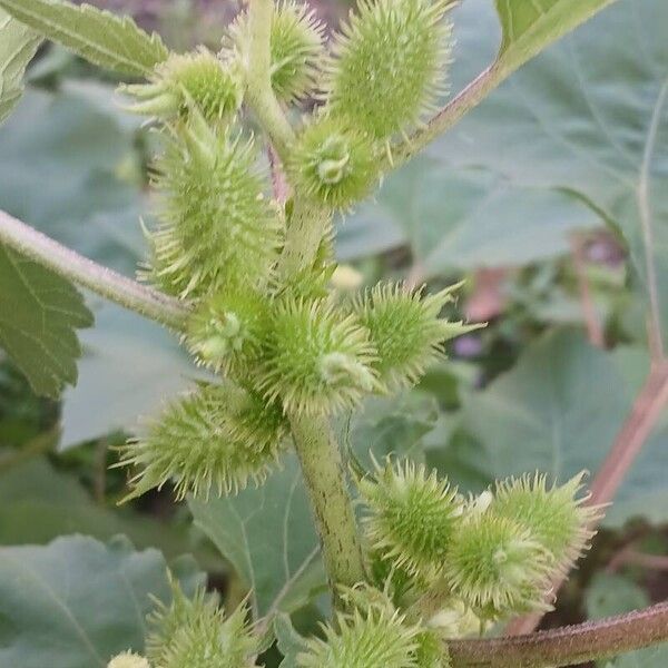 Xanthium strumarium Fruitua