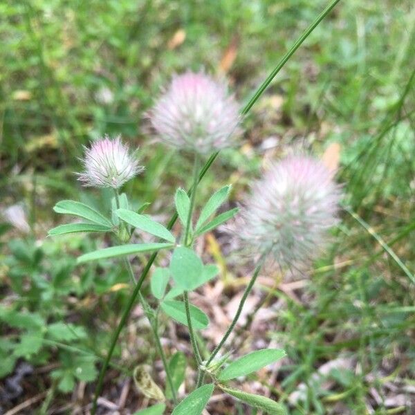 Trifolium arvense Levél