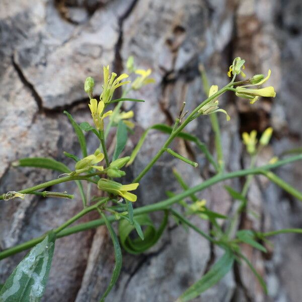 Sisymbrium orientale Blodyn