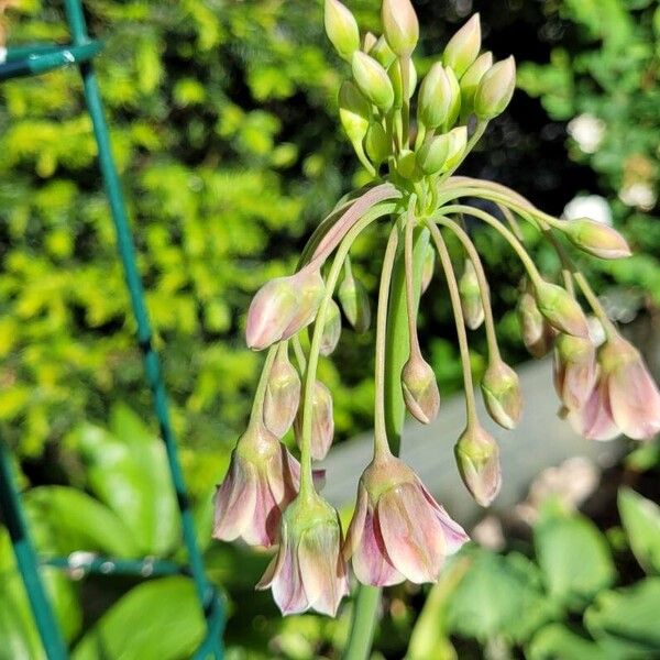 Allium siculum Blodyn